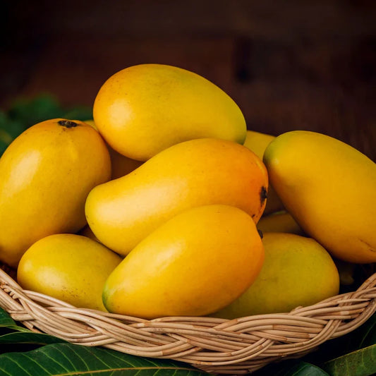 Jardalu (Zardalu) Mango Aam Grafted Healthy Fruit Plant