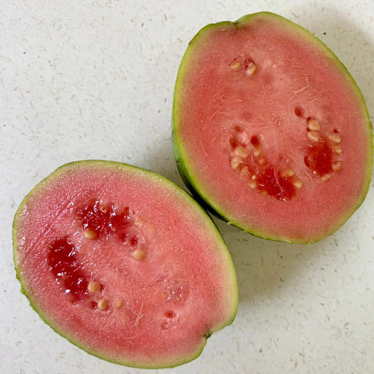 Jordan Pink Guava Air Layered Healthy Fruit Plant