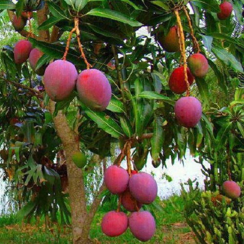 Jubilee Mango Aam Grafted Healthy Fruit Plant
