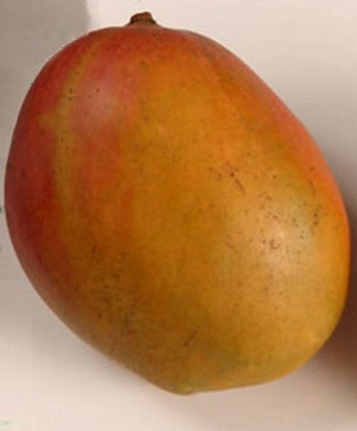 Julie Mango Aam Grafted Healthy Fruit Plant