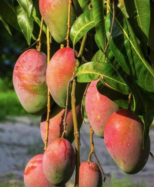 Julie Mango Aam Grafted Healthy Fruit Plant