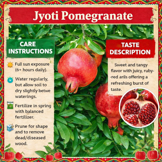 Jyoti Pomegranate Grafted Fruit Plant – High Yielding Sweet Juicy Anar Tree Variety