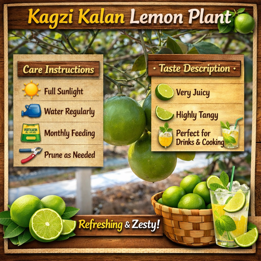 Kagzi Kalan Lemon Plant Live Nimbu Tree Kagzi Lemon Citrus Limon Fruit Plant
