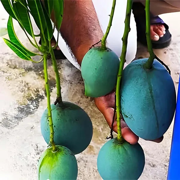 Kalepad Mango Aam Grafted Healthy Fruit Plant