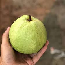 Kampuchea White Guava Air Layered Healthy Fruit Plant
