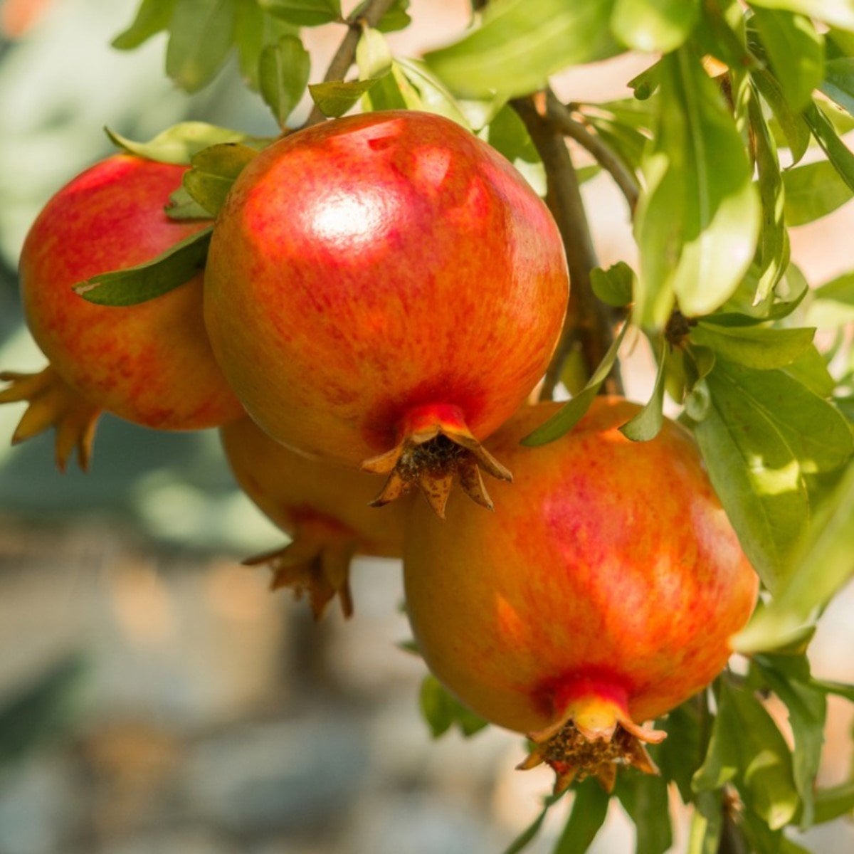 Katirbasi Pomegranate Grafted Fruit Plant – High Yielding Sweet Juicy Anar Tree Variety