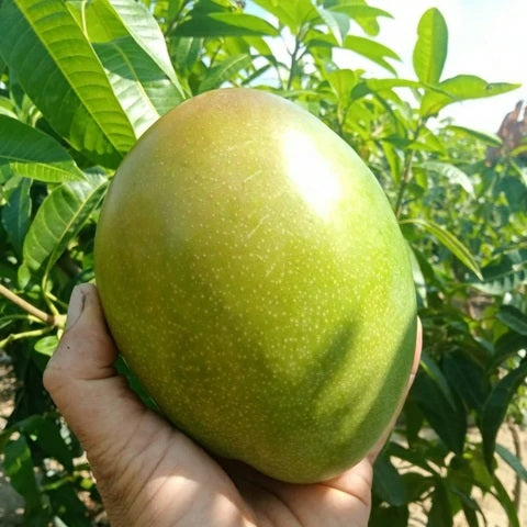 Keitt Mango Aam Grafted Healthy Fruit Plant