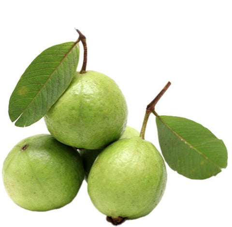 Kenyan White Guava Air Layered Healthy Fruit Plant