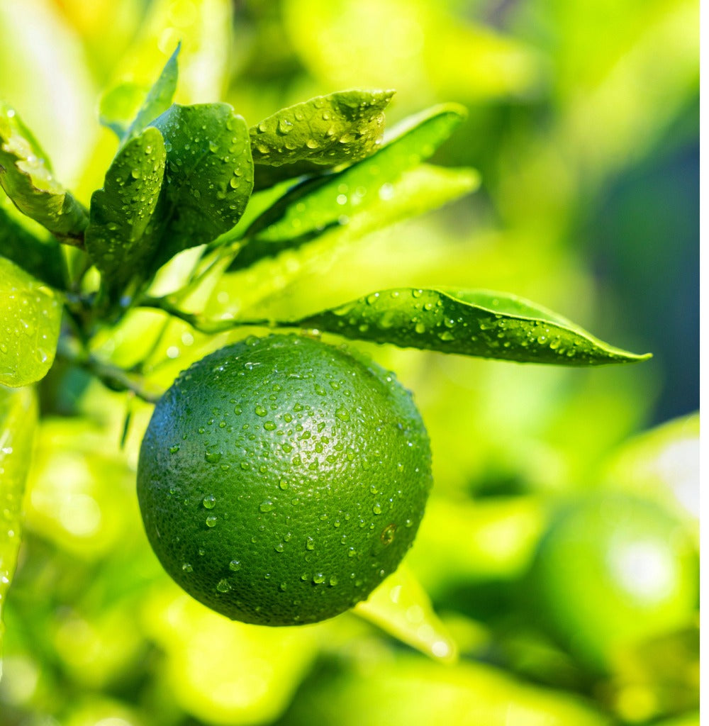 Key Lime (Mexican Lime) Plant Live Nimbu Tree Kagzi Lemon Citrus Limon Fruit Plant