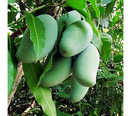 Khieo Sawoei Mango Aam Grafted Healthy Fruit Plant
