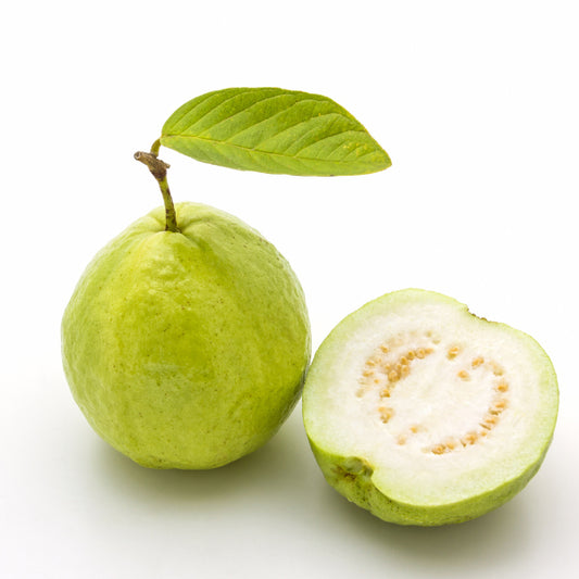 Kimju Guava Air Layered Healthy Fruit Plant