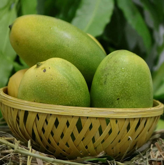 Kohu Amba Mango Aam Grafted Healthy Fruit Plant