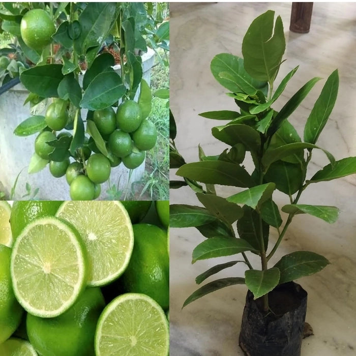 Konkan Seedless Lemon Plant Live Nimbu Tree Kagzi Lemon Citrus Limon Fruit Plant