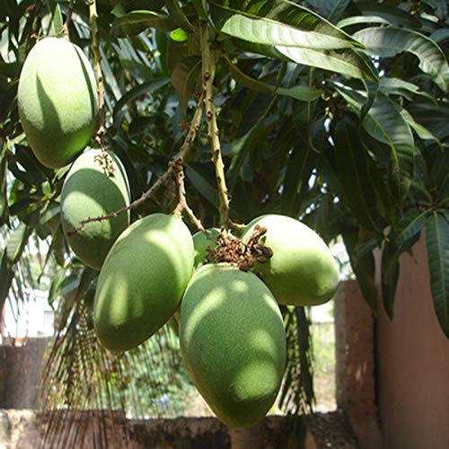 Kothapalli Kobbari Mango Aam Grafted Healthy Fruit Plant
