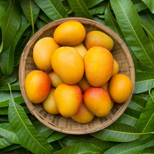 Kothapalli Kobbari Mango Aam Grafted Healthy Fruit Plant