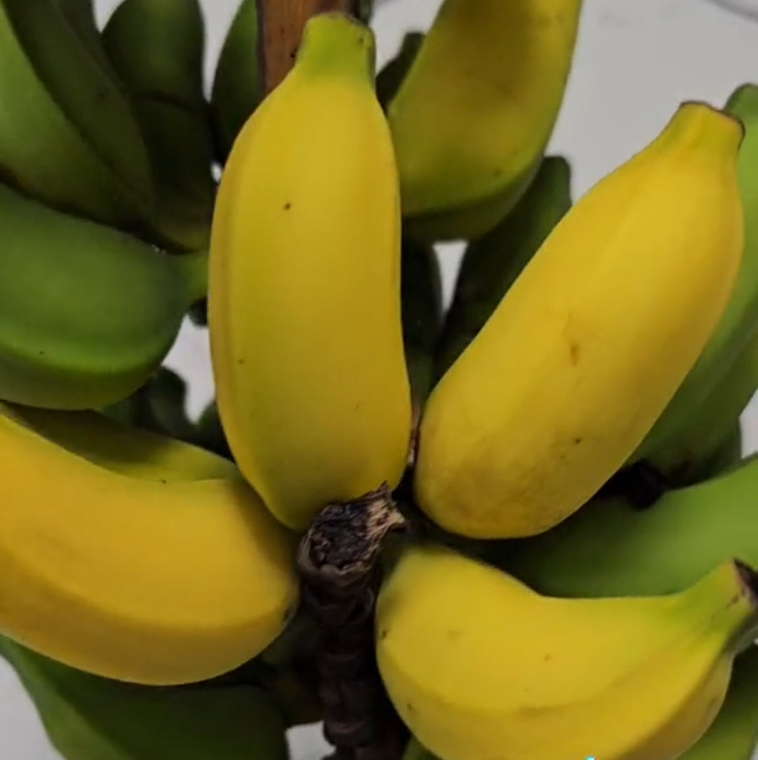 Lady Finger (Sucrier) Banana Healthy Sweet Tissue Cultured Fruit Plant