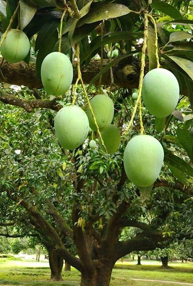 Langra Mango Aam Grafted Healthy Fruit Plant