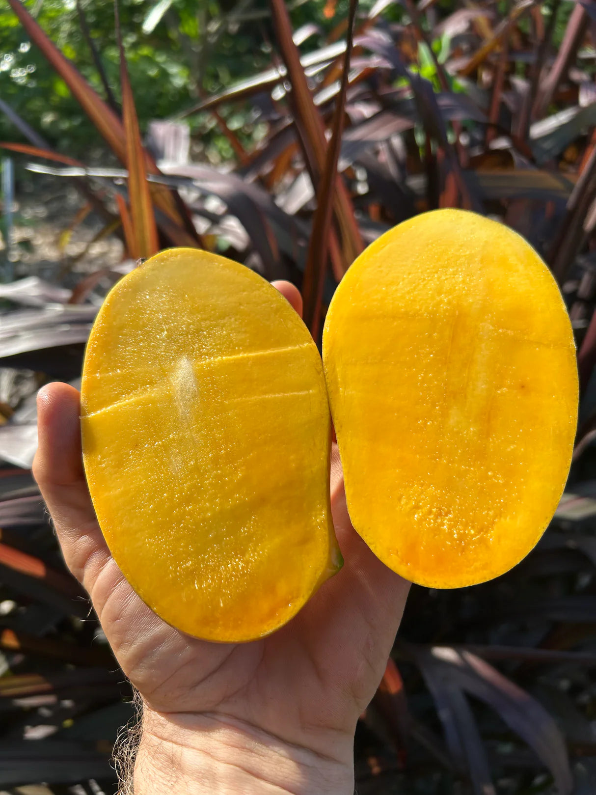 Lemon Zest Mango Aam Grafted Healthy Fruit Plant
