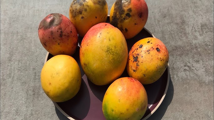 Lippens Mango Aam Grafted Healthy Fruit Plant