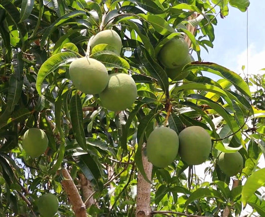 Lippens Mango Aam Grafted Healthy Fruit Plant