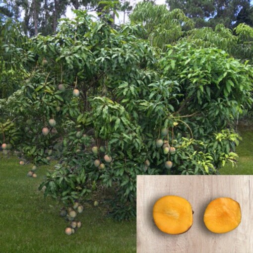 Little Gem Mango Aam Grafted Healthy Fruit Plant