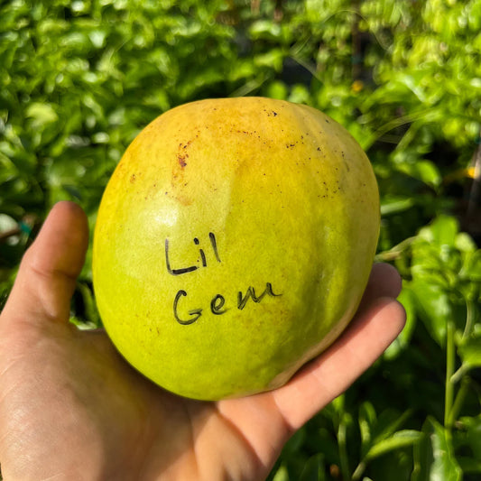 Little Gem Mango Aam Grafted Healthy Fruit Plant