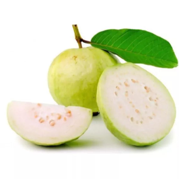 Lucknow 49 (Sardar) Guava Air Layered Healthy Fruit Plant