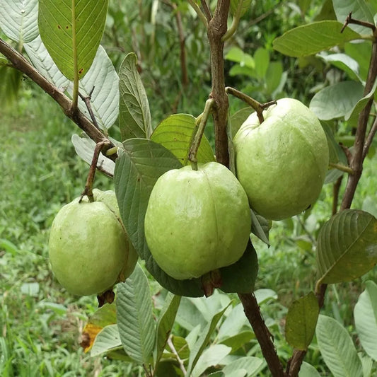 Lucknow Seedless Guava Air Layered Healthy Fruit Plant