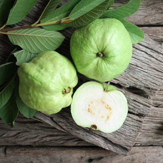 Madagascar White Guava Air Layered Healthy Fruit Plant