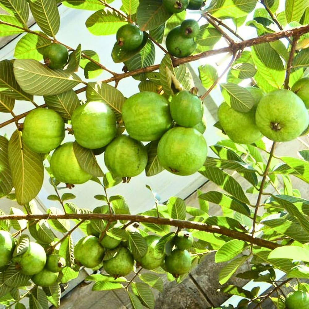 Mahanadi White Guava Air Layered Healthy Fruit Plant