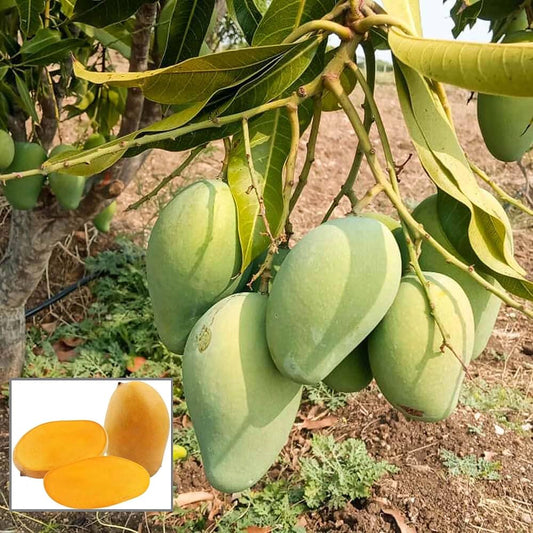 Mallika Mango Aam Grafted Healthy Fruit Plant