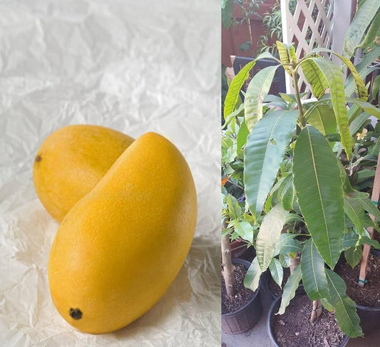 Manila Mango Aam Grafted Healthy Fruit Plant