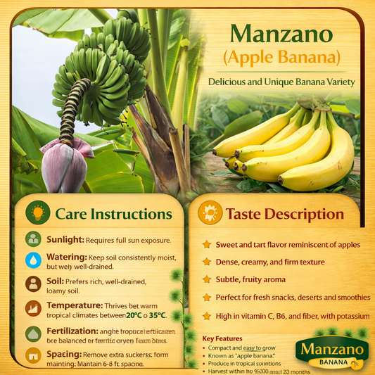 Manzano (Apple Banana) Healthy Sweet Tissue Cultured Fruit Plant