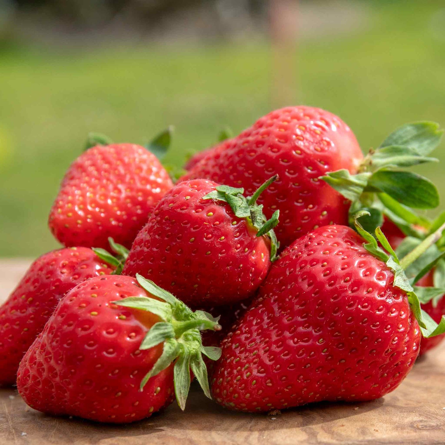 Marshall Strawberry Healthy Sweet Home Garden Kitchen Garden Terrace Balcony Fruit Plant