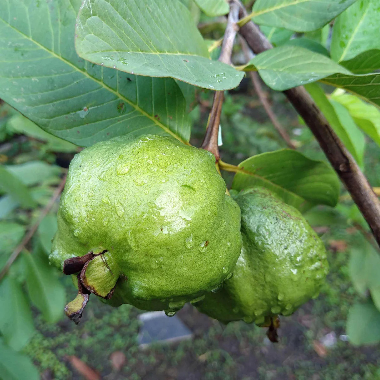 Maui White Guava Air Layered Healthy Fruit Plant