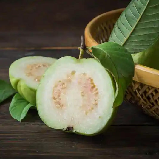 Maui White Guava Air Layered Healthy Fruit Plant