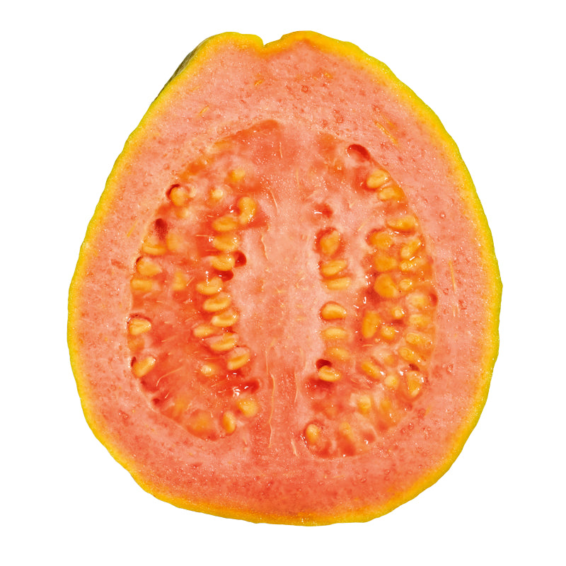 Mekong Pink Guava Air Layered Healthy Fruit Plant