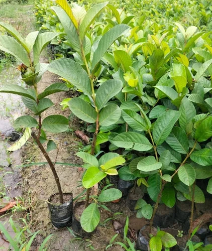 Mekong White Guava Air Layered Healthy Fruit Plant