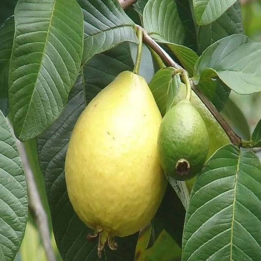 Mexican Cream Guava Air Layered Healthy Fruit Plant