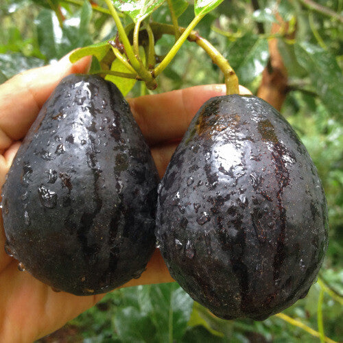 Mexicola Avocado Grafted Healthy Fruit Plant