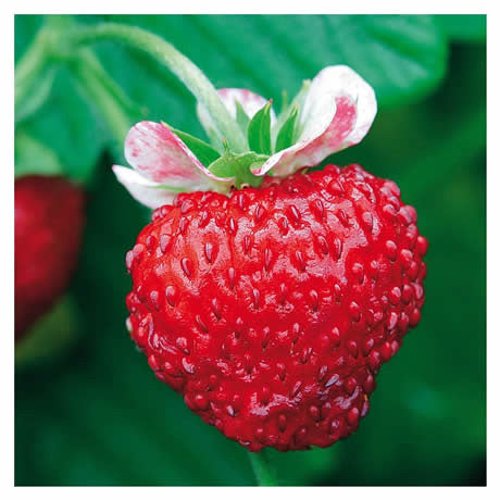 Mignonette Strawberry Healthy Sweet Home Garden Kitchen Garden Terrace Balcony Fruit Plant