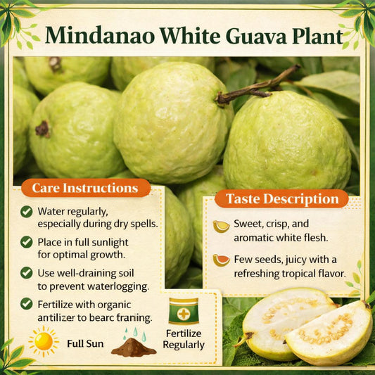 Mindanao White Guava Air Layered Healthy Fruit Plant