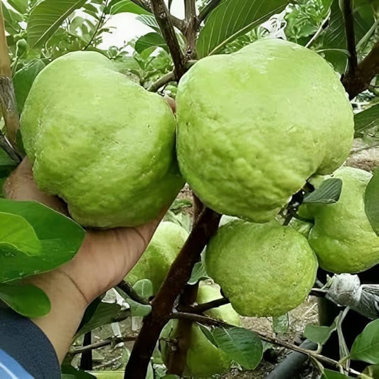 Mirzapur Seedling Guava Air Layered Healthy Fruit Plant