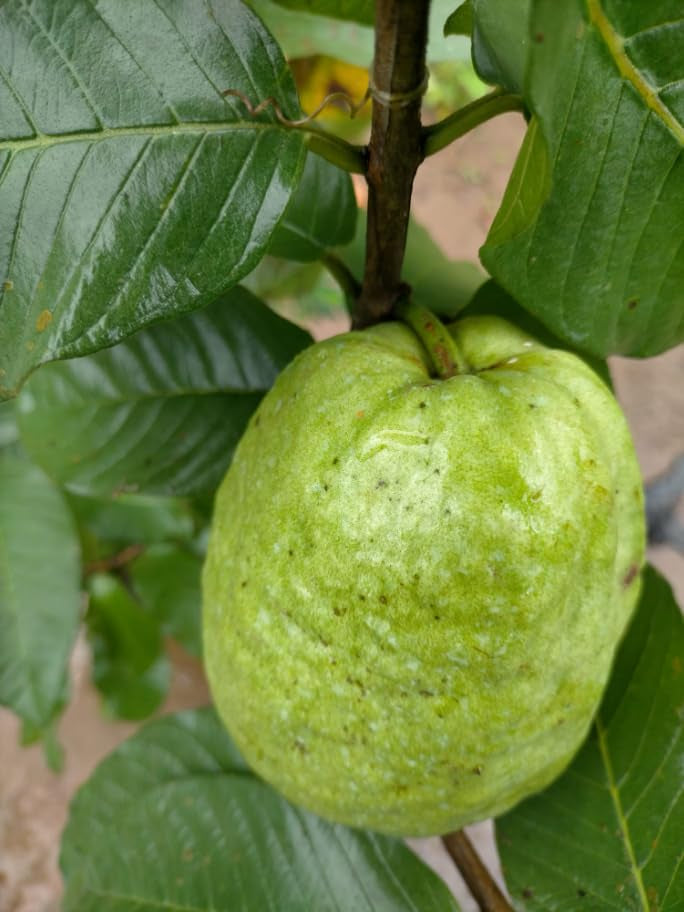 Mirzapur Seedling Guava Air Layered Healthy Fruit Plant