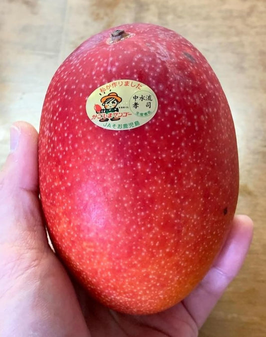Miyazaki Mango Aam Grafted Healthy Fruit Plant