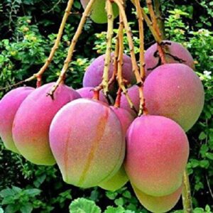 Momi K Mango Aam Grafted Healthy Fruit Plant