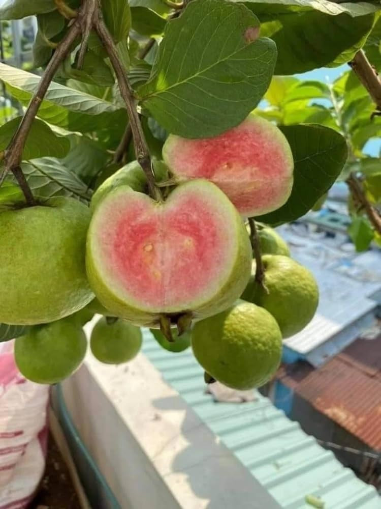 Montevideo Pink Guava Air Layered Healthy Fruit Plant