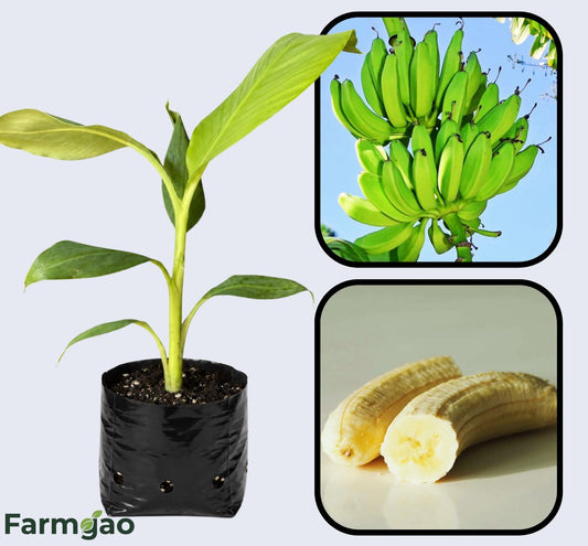 Monthan Banana Healthy Sweet Tissue Cultured Fruit Plant