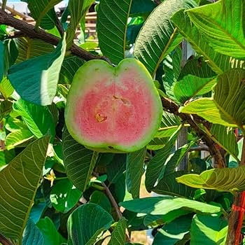 Morelos Pink Guava Air Layered Healthy Fruit Plant