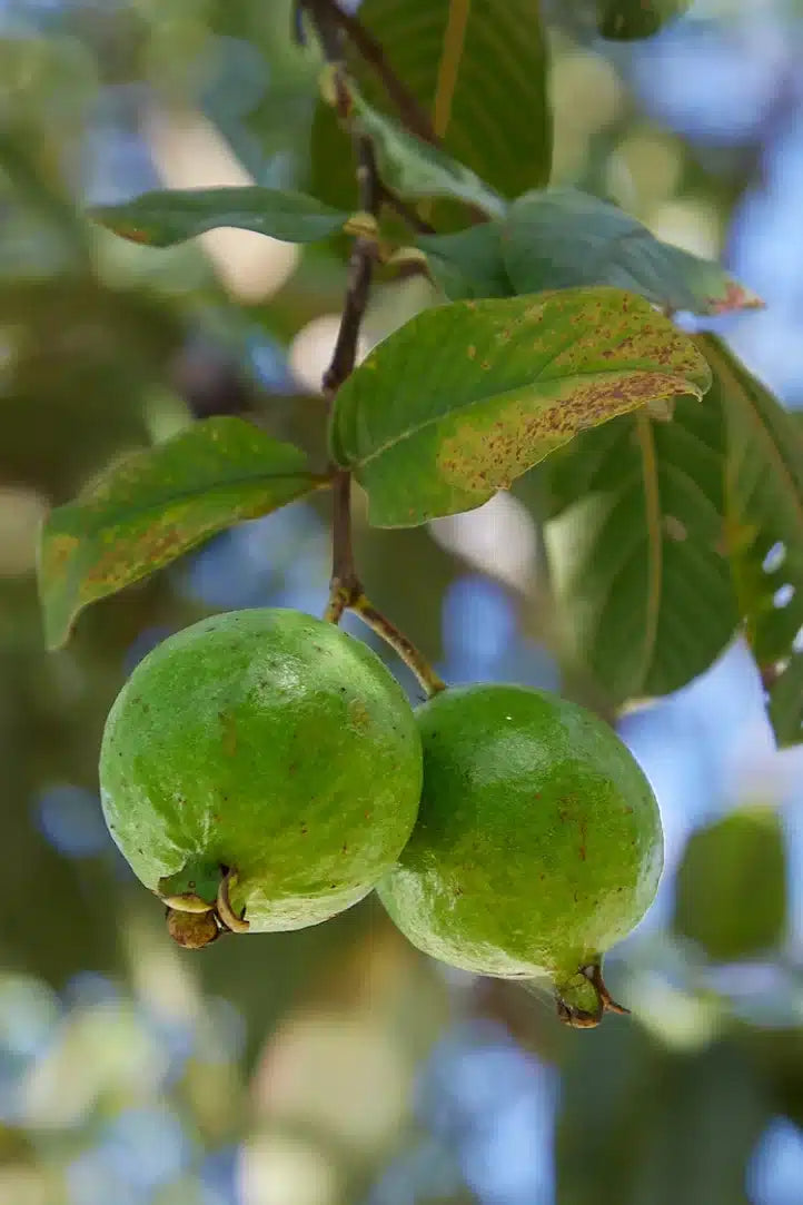 Mountain Guava Air Layered Healthy Fruit Plant